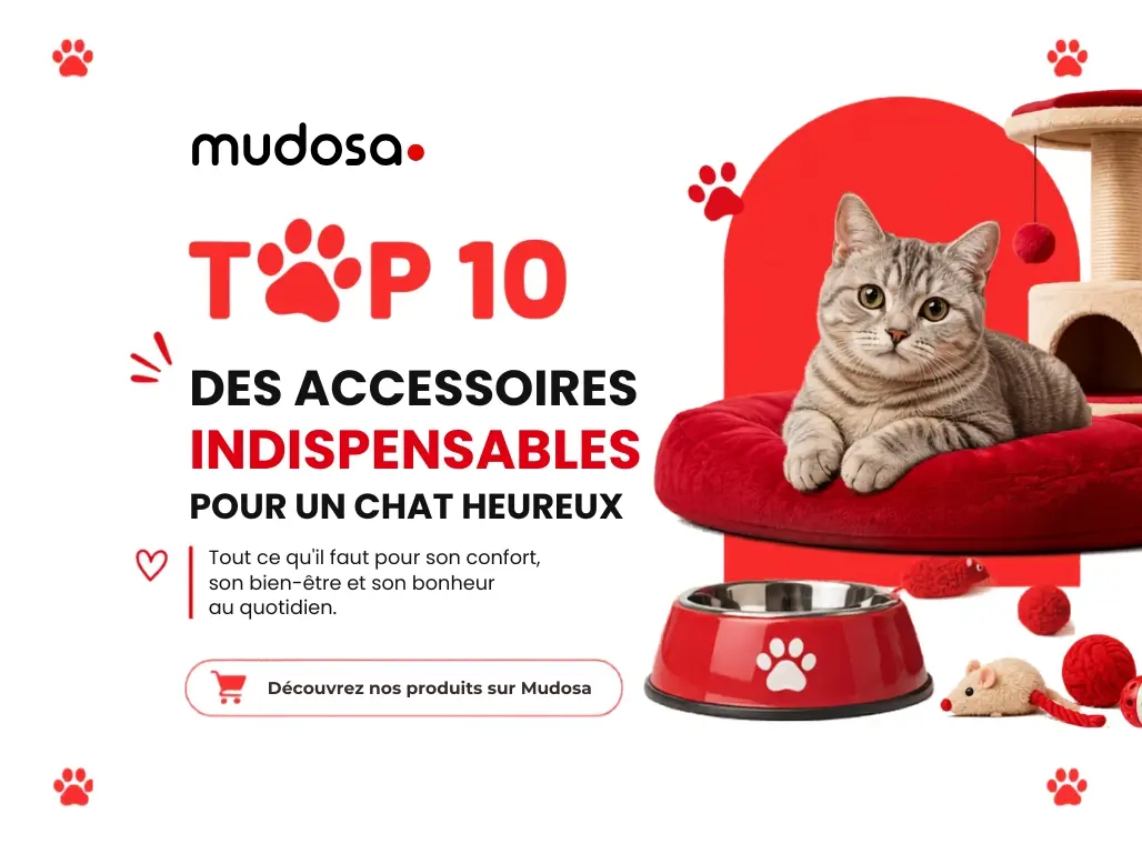 Top 10 des accessoires indispensables pour un chat heureux 🐱