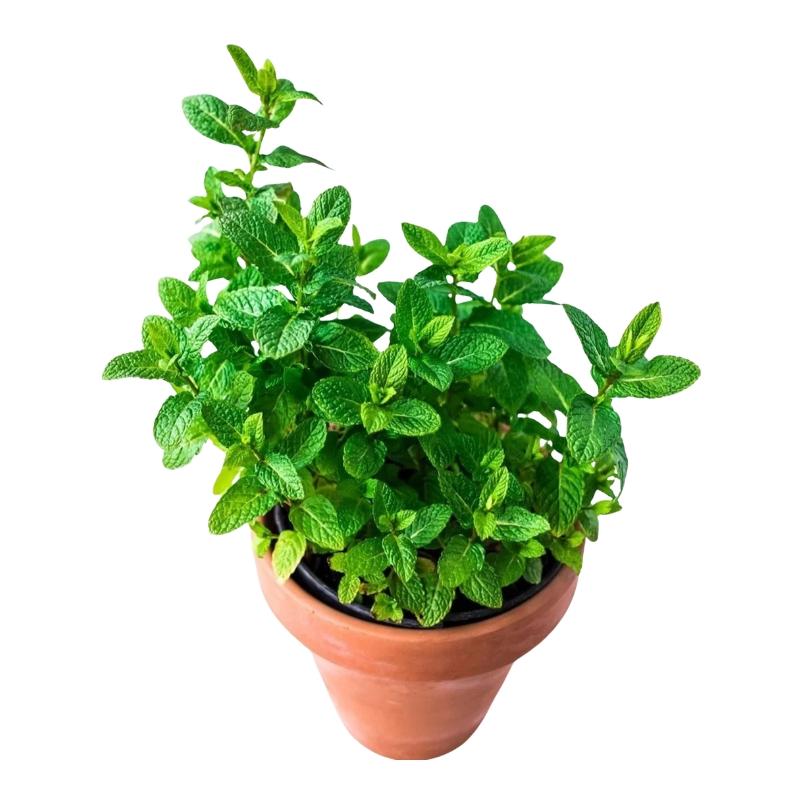 Mint Plant