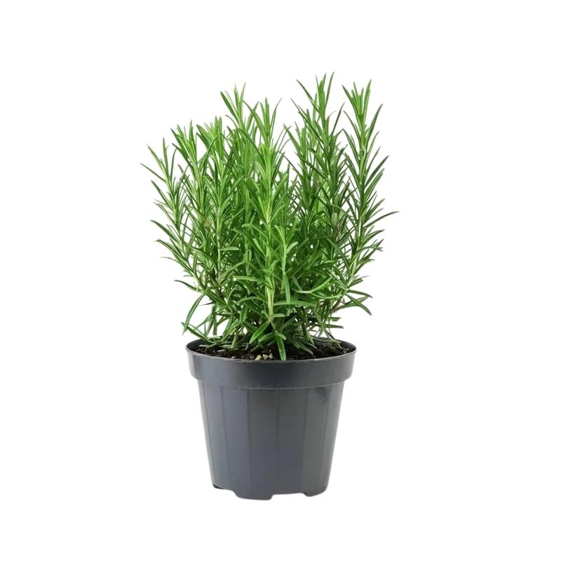 Rosemary Plant