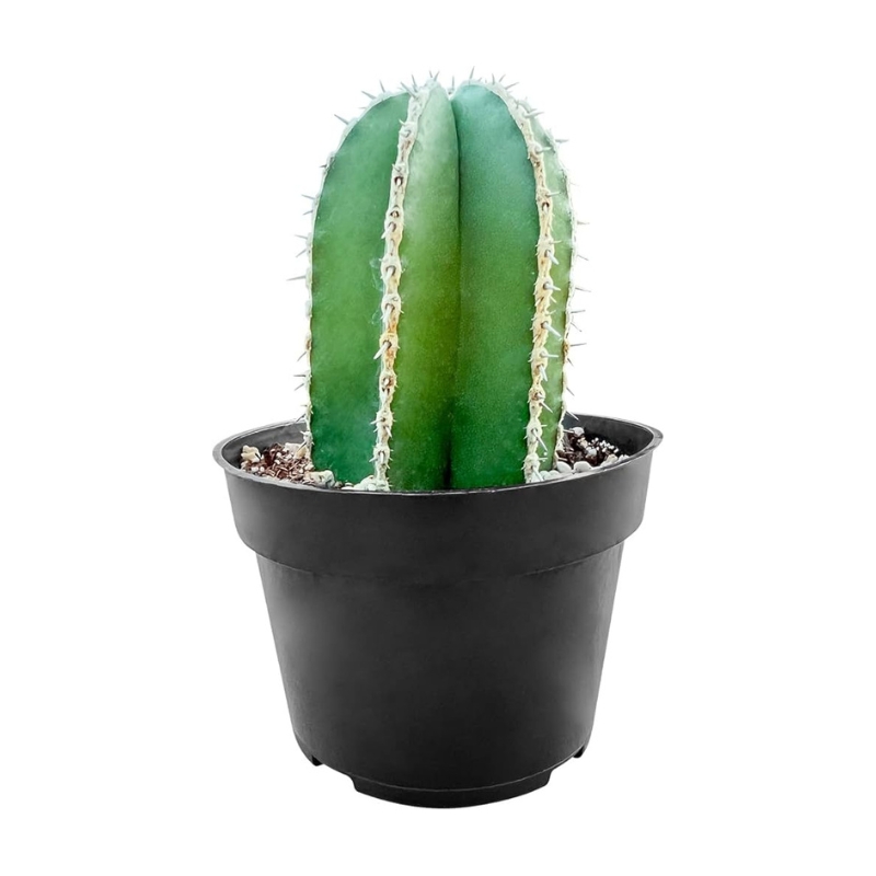 Decorative Cactus