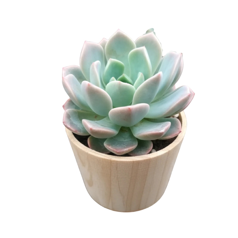 Echeveria Succulent