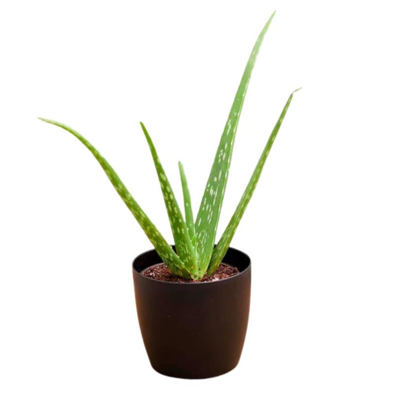 Aloe Vera Plant