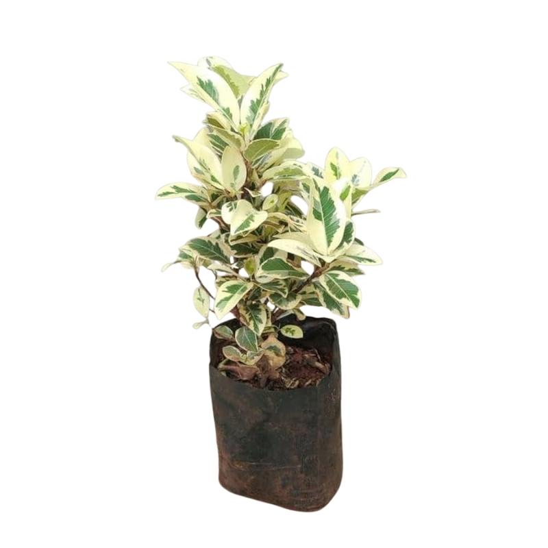 Ficus Plant