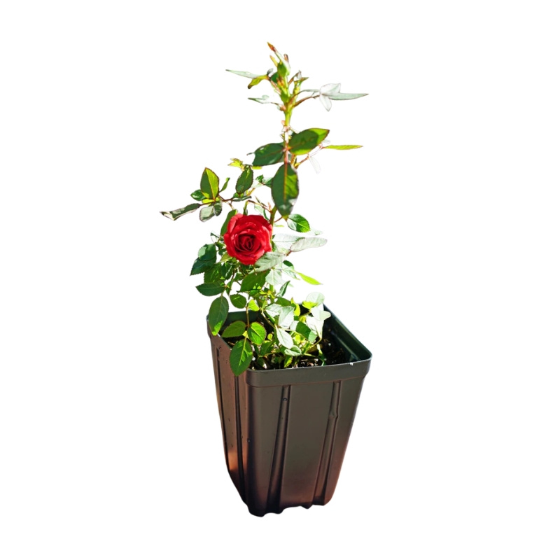 Red Rose Plant
