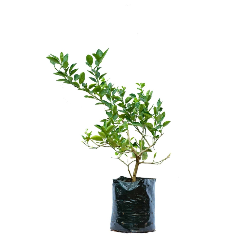Lemon Tree